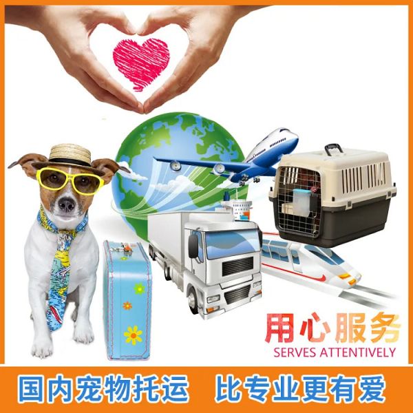 河南南阳内乡宠物猫咪托运宠物活体运输直达各个城市