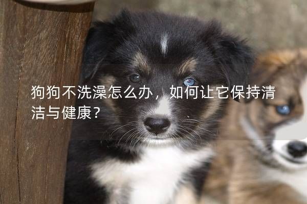 狗狗不洗澡怎么办,如何让它保持清洁与健康?