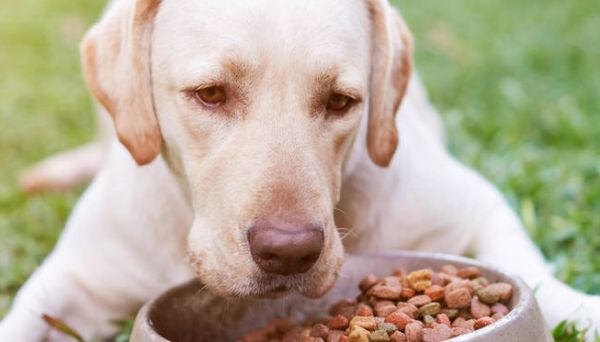 狼道宠物食品：优质、安全、营养的宠物食品
