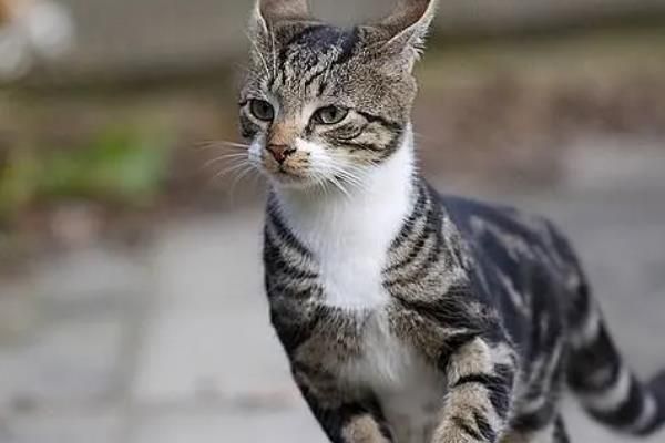 犬猫胰岛素分泌过少的症状,眼睛可出现白内障