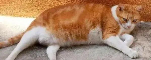 犬猫胰岛素分泌过少的症状,眼睛可出现白内障