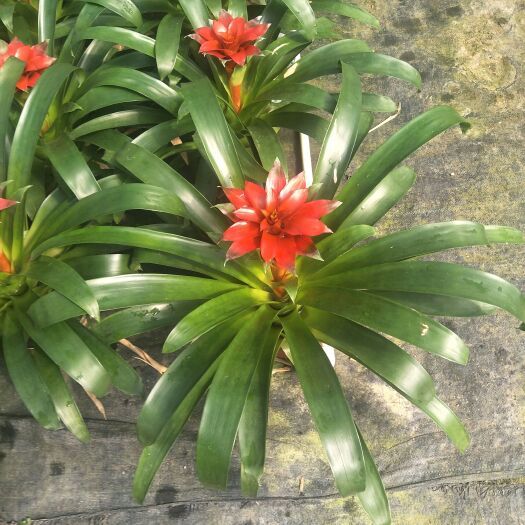 凤梨花 精品鸿运当头，凤梨