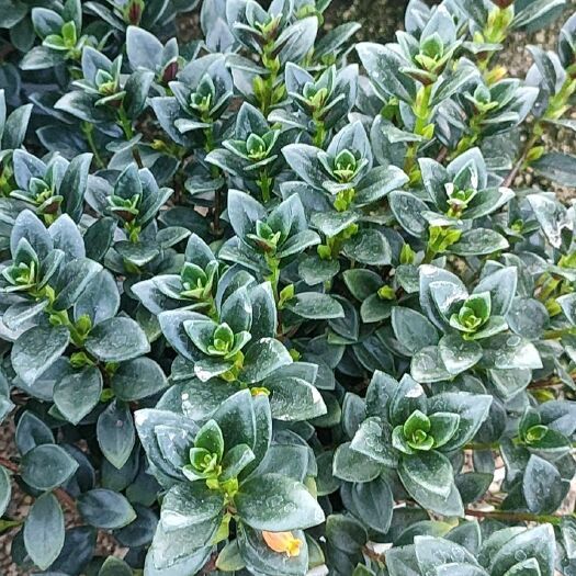 金鱼吊兰花，叶片绿，带花苞，带绿色加仑盆