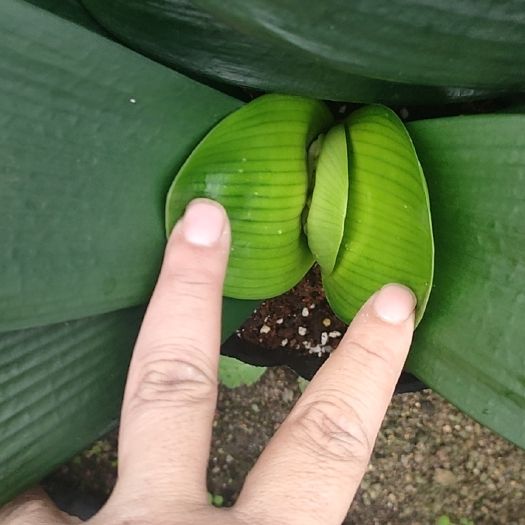 君子兰，开花君子兰，带花剑，开黄色花，叶片绿
