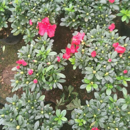 杨梅红杜鹃 精品杜鹃花带花苞开花杜鹃