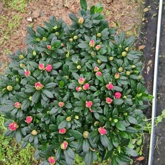 精品杨梅红杜鹃，冠幅33-35公分，36装，独杆大红色