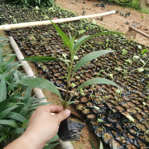 翠芦莉盆栽 翠芦莉