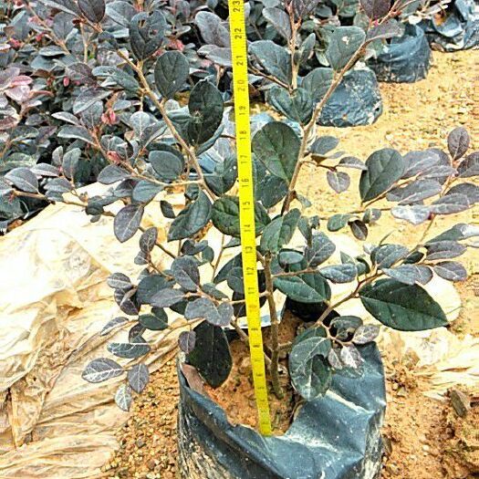 双面红 红花檵木，大袋苗