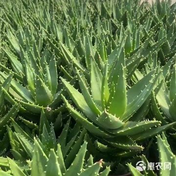 不夜城芦荟，源头货源批发