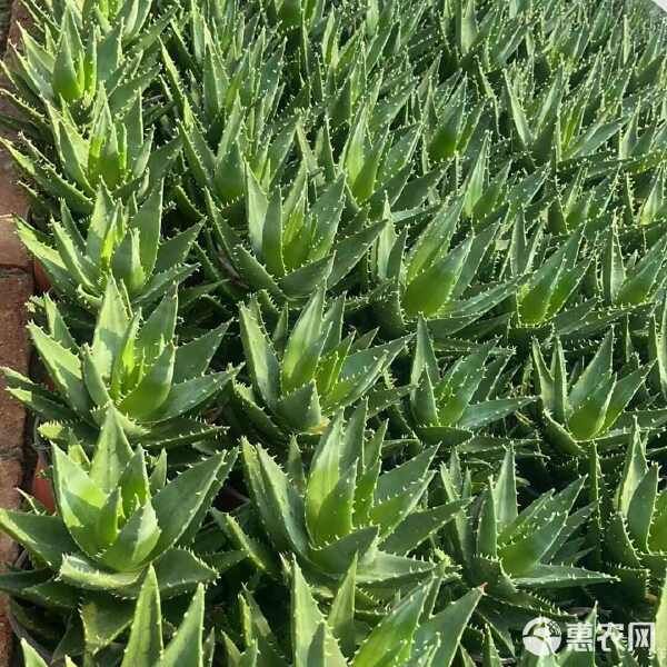 不夜城芦荟，源头货源批发