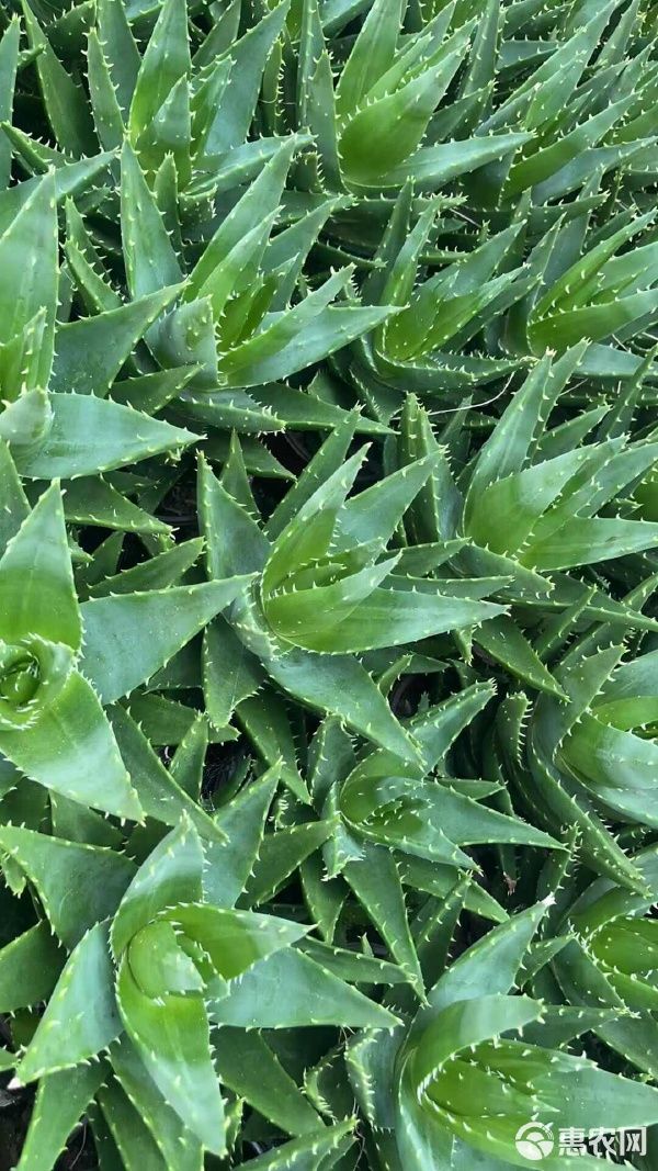 不夜城芦荟，源头货源批发