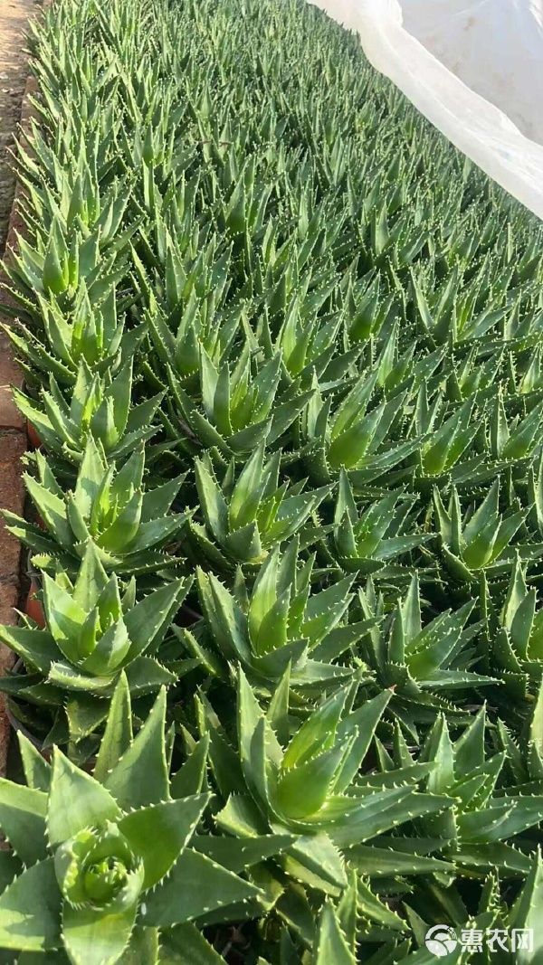 不夜城芦荟，源头货源批发