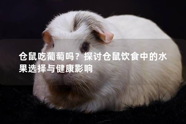 仓鼠吃葡萄吗?探讨仓鼠饮食中的水果选择与健康影响