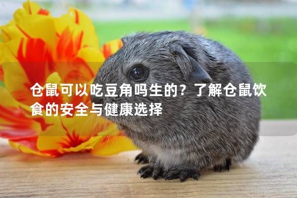 仓鼠可以吃豆角吗生的?了解仓鼠饮食的安全与健康选择