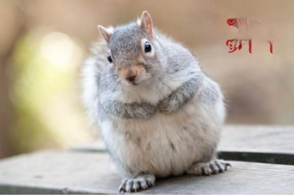 仓鼠的饮食怎样才是正确的?