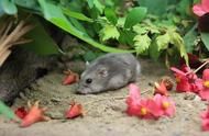 仓鼠饮食健康秘诀：让你的宠物仓鼠活力满满