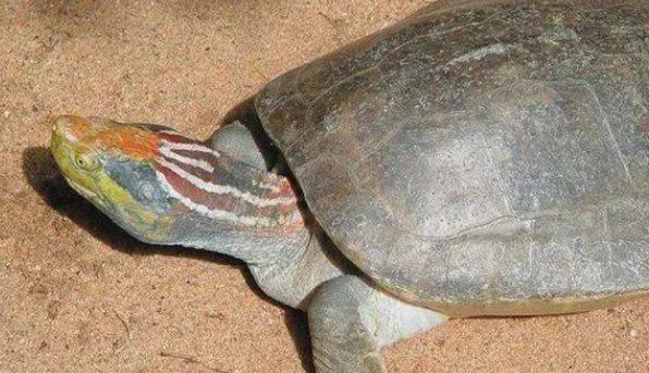 印度棱背龟是保护动物吗？可以人工饲养吗？