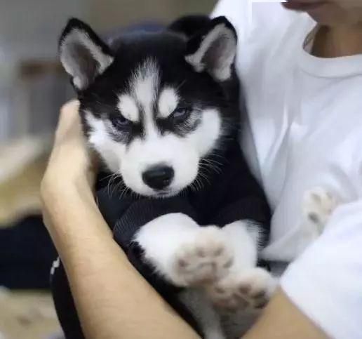 哈士奇20天健康食谱，创新宠物饮食