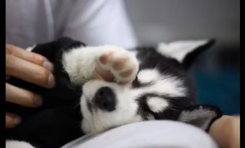 哈士奇20天健康食谱，创新宠物饮食