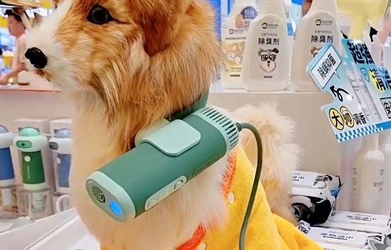宠物吹水机的使用方法和维护保养