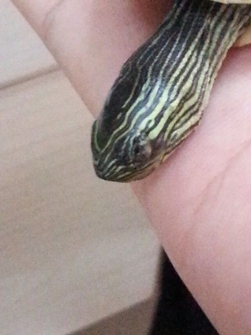 乌龟四肢和头都伸出，为何不动了？