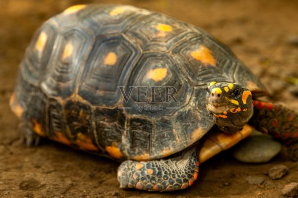 红腿陆龟是南美洲北部的一种陆龟，平均体长约为30厘米。照片摄影图片