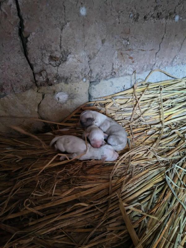 生个娃娃养条狗_爱与陪伴的双重奏