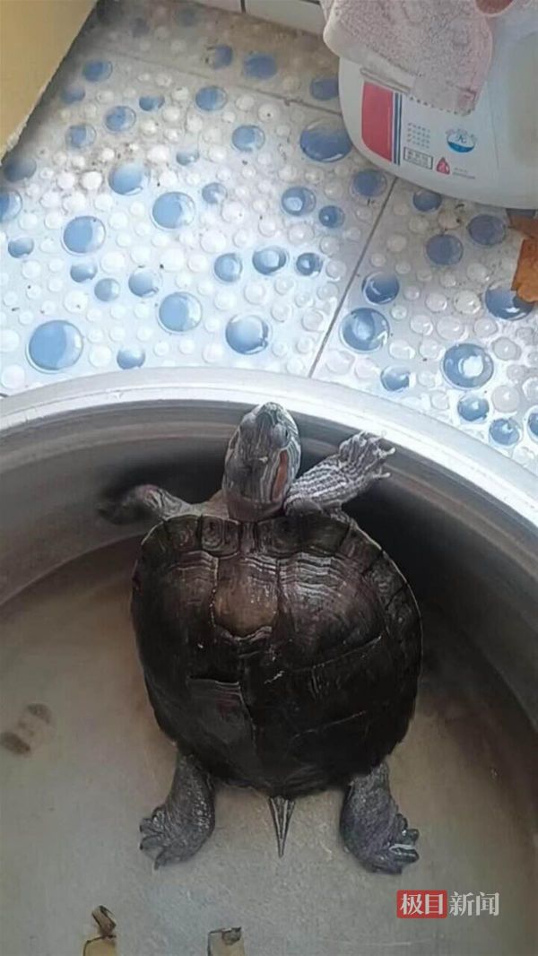 放养在盆里的大龟