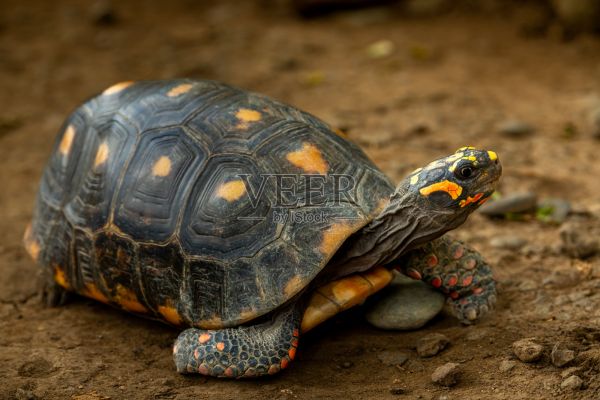 红脚陆龟，chelonoidis carbonarius，在黑暗的雨林地面上穿过灌木丛照片摄影图片