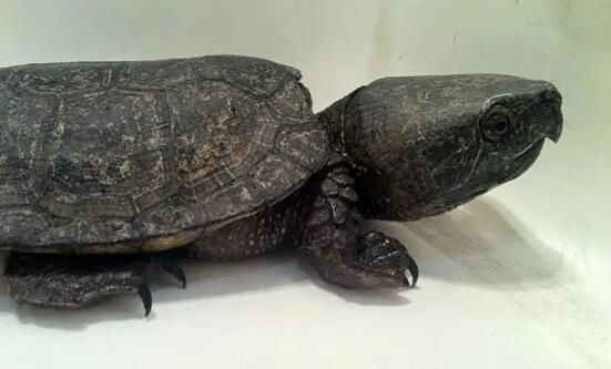 野生鹰嘴龟有多贵