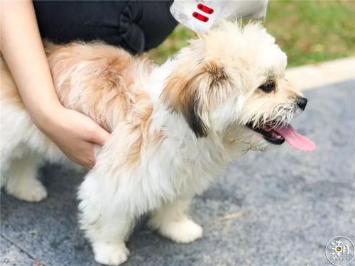 福田宠物乐园，高端宠物护理，您是否想了解我们的特色服务？