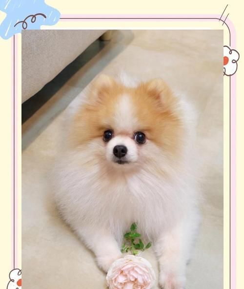 冷门小型犬宠物推荐？选择它们的理由是什么？