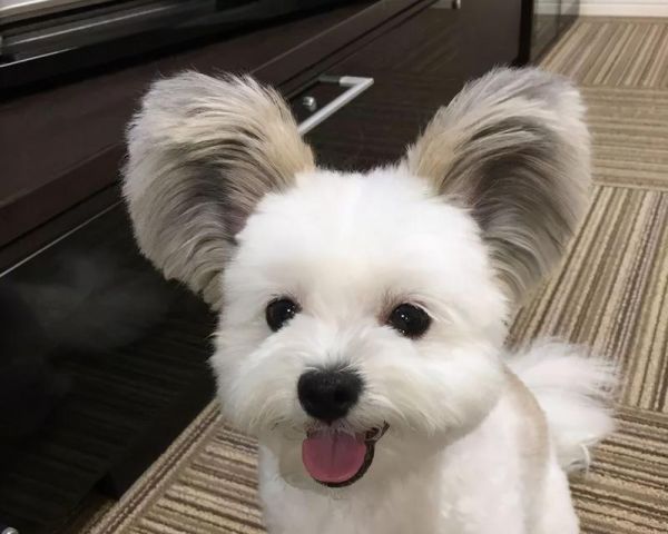 冷门小型犬宠物推荐？选择它们的理由是什么？