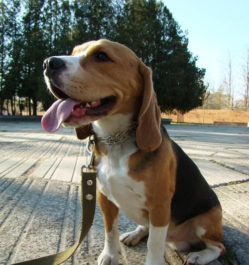 冷门小型犬宠物推荐？选择它们的理由是什么？