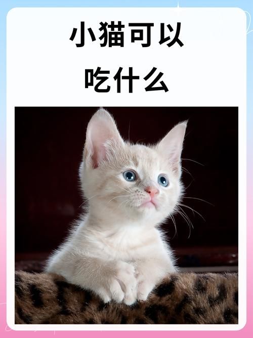 猫要饿几天才会求饶_别饿着猫！耐心满足天性，赢得它的爱