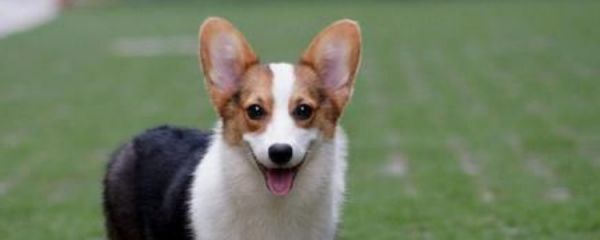 狗可以吃水果吗 不是所有的水果都适合狗狗吃的!狗可以吃水果吗