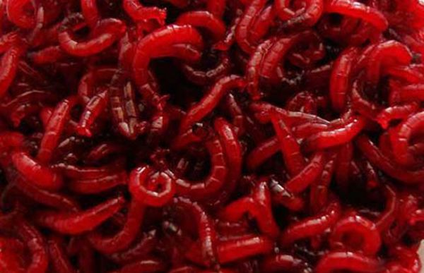 红虫和蚯蚓的区别