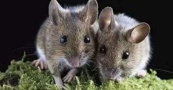 宠物老鼠常见疾病，主人如何识别预防？