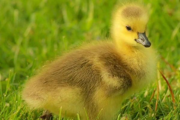 单独养一只小鸭子会不会死，不会死但建议养2只以上