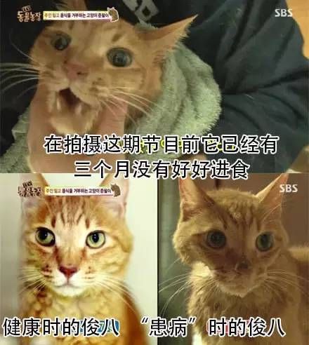 宠物猫咪不适，需悉心照料。