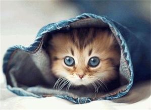 迎接小猫，细心照料，关爱宠物生活。