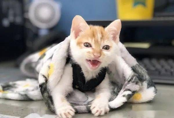 小猫失明，及时就医，细心照料。