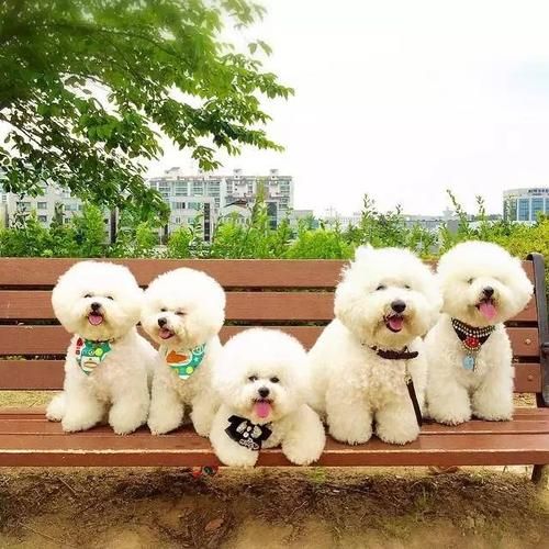 有哪些既好养又干净的小型便宜宠物推荐？