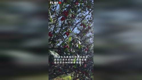 发展中国海棠事业，助力乡村产业振兴。首届中国·怀来海棠文化节盛大启幕！