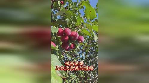 首届中国·怀来海棠文化节火热进行中，精彩继续千万别错过！