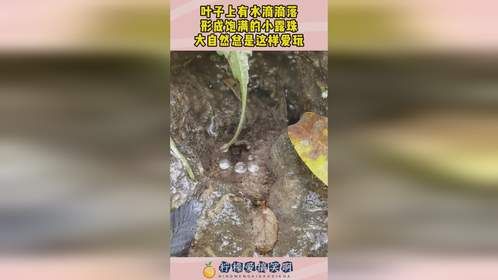 叶子上有水滴滴落，形成饱满的小露珠，大自然总是这样爱玩！