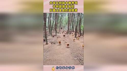 大哥在树林中散养鸡，平时跟将军似的，后面全是他的追随者！