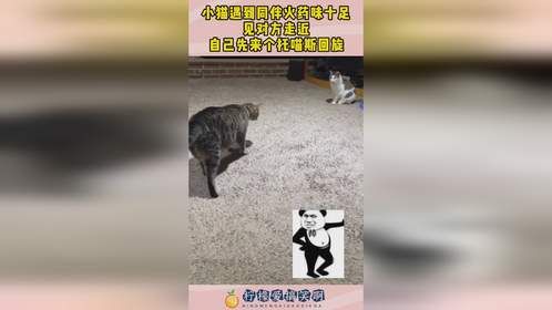 小猫遇到同伴火药味十足，见对方走近，自己先来个托喵斯回旋！