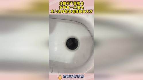 往厕所下面看去，好像有一只猫头，主人这时候拿逗猫棒真天才！