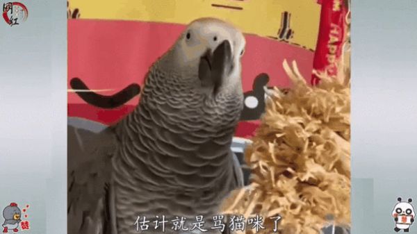 鹦鹉真的会说人话吗_品种体型影响大